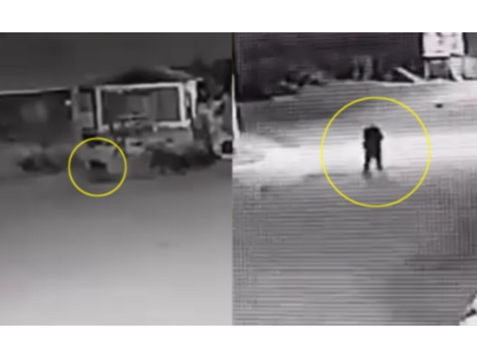 Impactante: captan a un perro «transformándose» en hombre