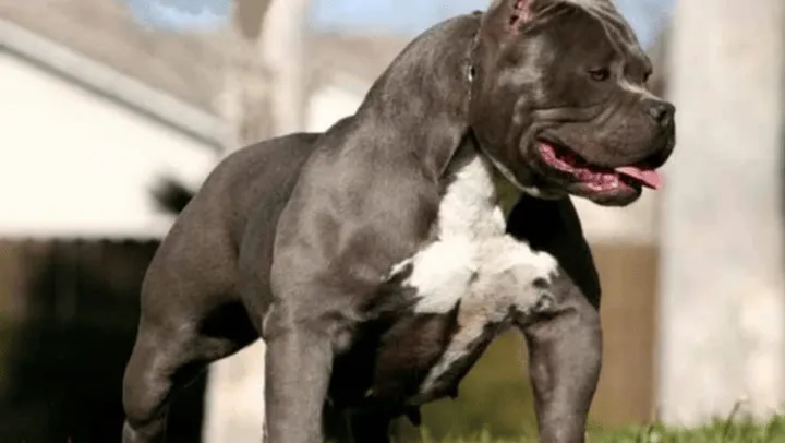 Un pitbull mordió en el cuello a un nene de 7 años y lo dejó en estado crítico