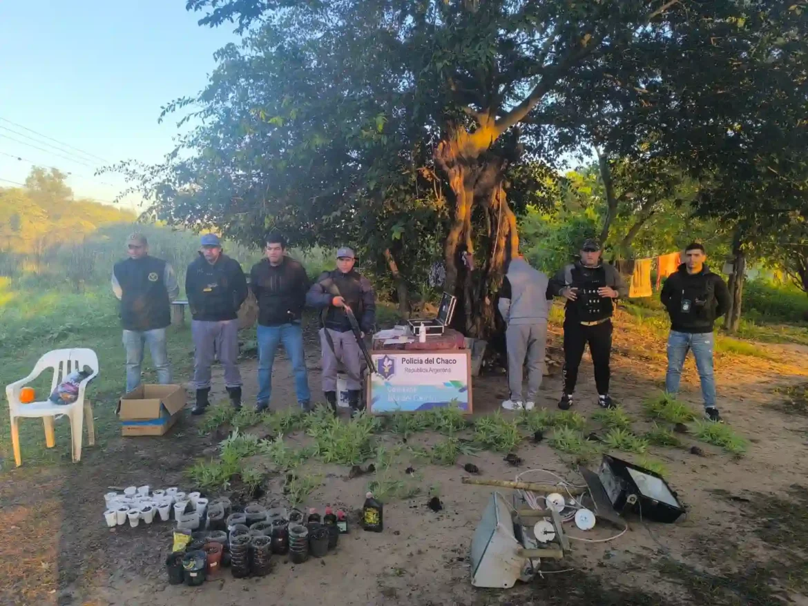 Isla del Cerrito: demoraron a un hombre y descubrieron una plantación de marihuana en su vivienda