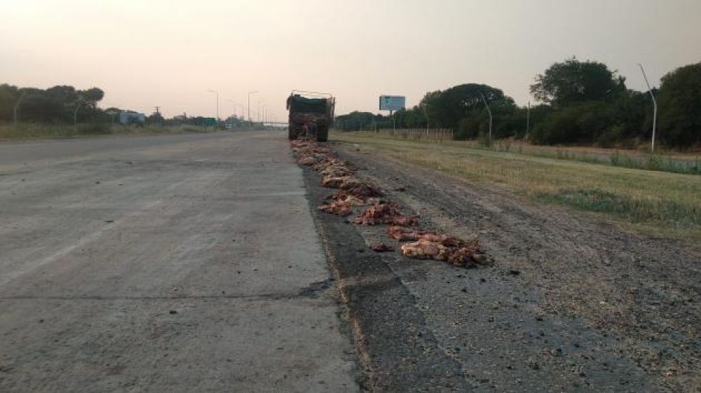 Se le rompió la puerta trasera del camión y regó la ruta de restos de faena