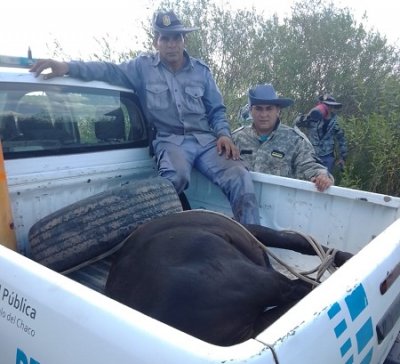 La Policía recupero un ternero que había sido denunciado como robado
