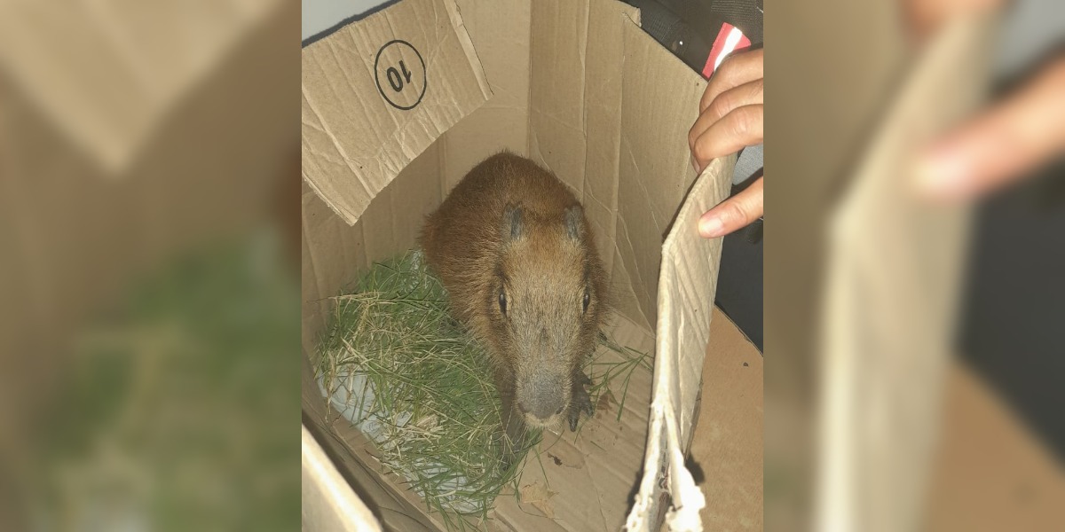 Llevaba a un carpincho en una furgoneta, pero rescataron al animal en un control y multaron al conductor