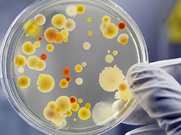 Brasil: alerta por brote de casos de Súper Hongo