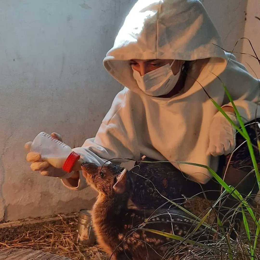 Ambiente continúa con la asistencia a la fauna silvestre en Corrientes