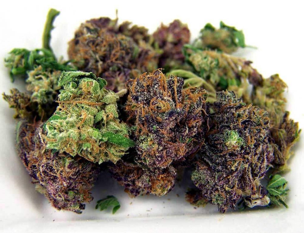 En Estados Unidos, aprueban el uso de CBD para tratar la adicción al fentanilo