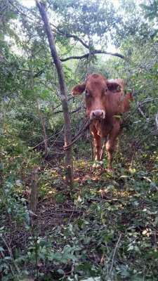 Recuperaron animales sustraídos