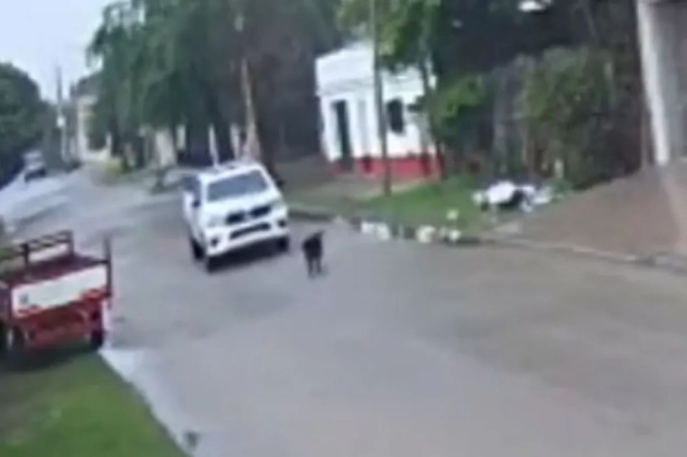 Maltrato animal: arrestaron al policía que intencionalmente arrolló y mató a un perro