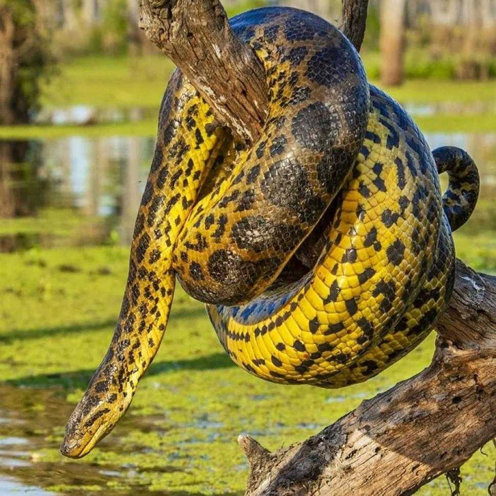 Características, hábitat y zonas frecuentes de la “Curiyú”, la boa más grande de la Argentina