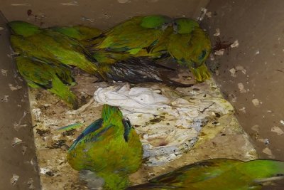 Devolvieron ocho loros a su hábitat