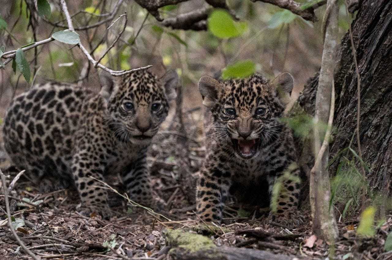 El Parque Nacional El Impenetrable triplicó la cantidad de visitantes durante el 2022