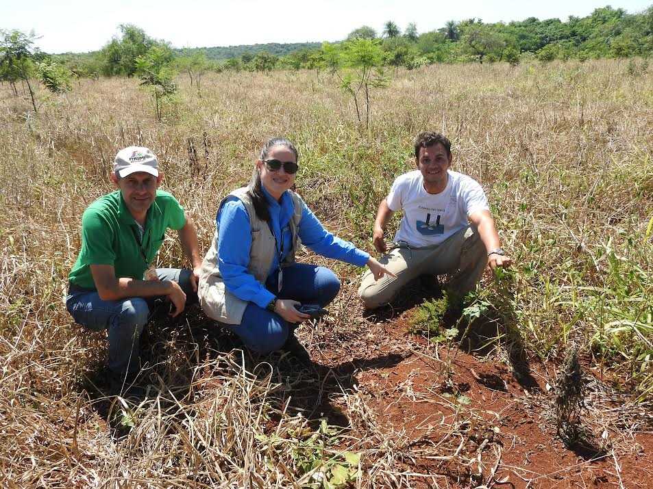 Identifican el grado de amenaza de conservación de un reconocido género de plantas herbáceas
