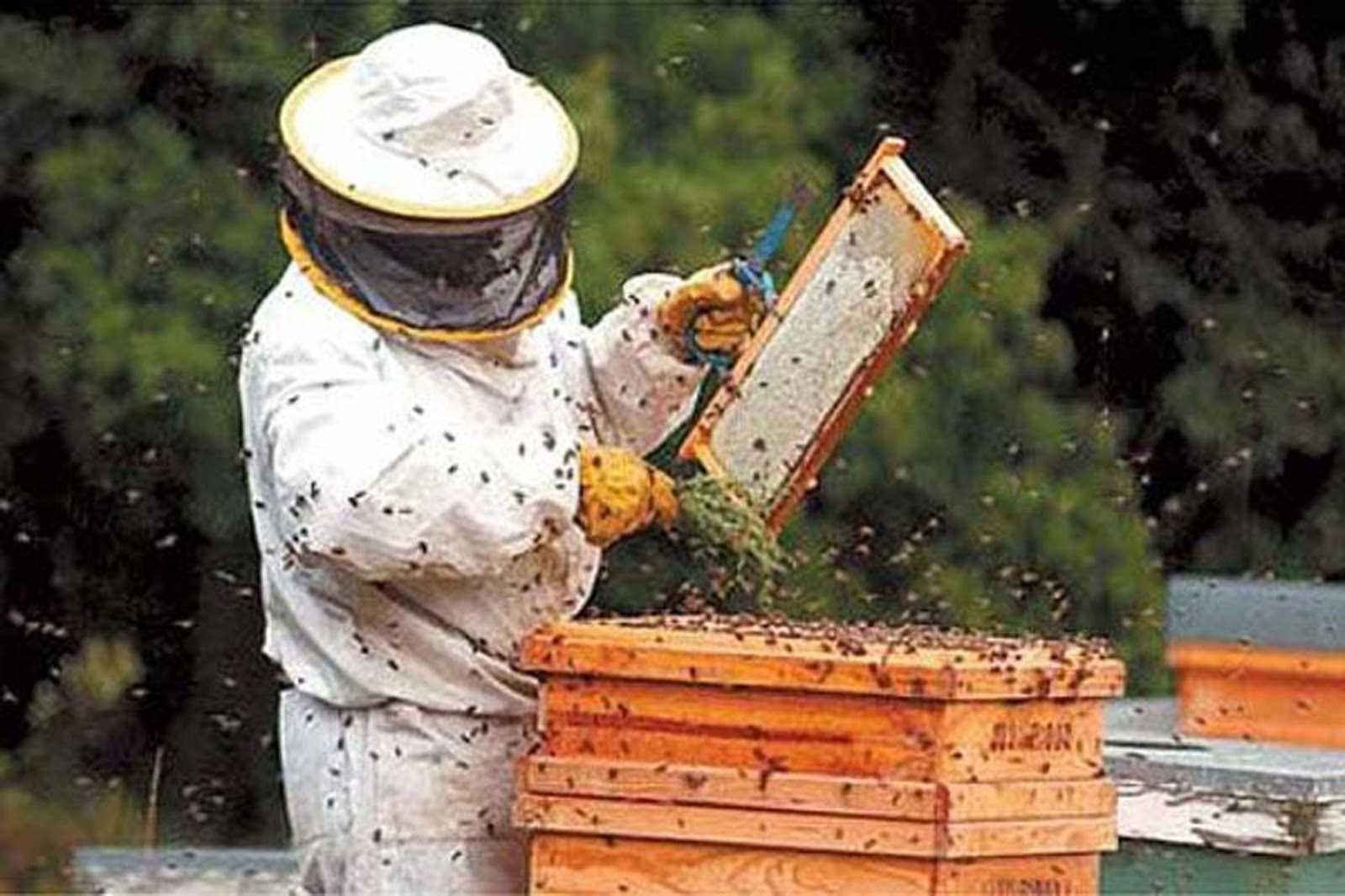 Agricultura crea programa de fortalecimiento del sector apícola