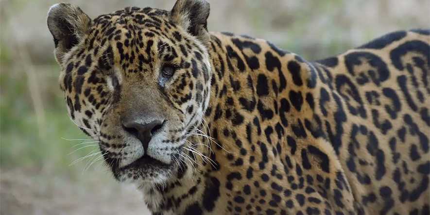 Murió la yaguareté Tobuna, emblema natural de la región