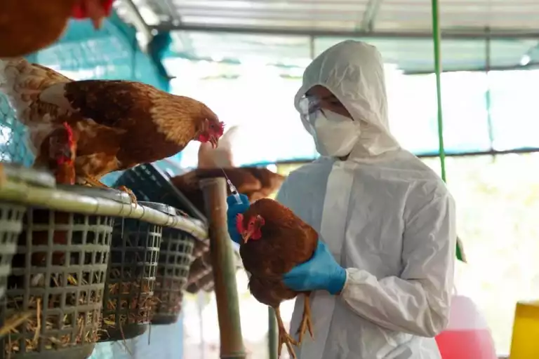 Confirman nuevos casos de influenza aviar, ahora en Santa Fe