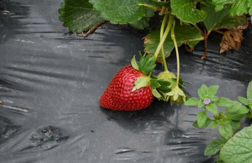 Frutilla Chaqueña: distribuirán 600 mil plantines y ampliarán la superficie de siembra en un 20%