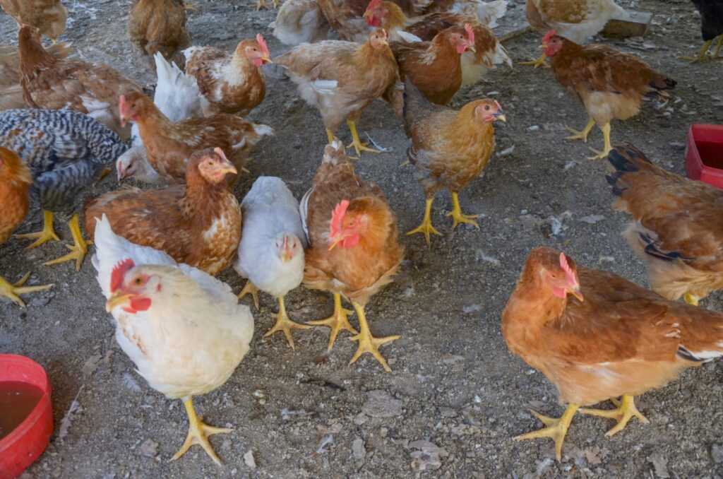 Influenza Aviar: “La principal preocupación está en el contacto de aves silvestres con domésticas”