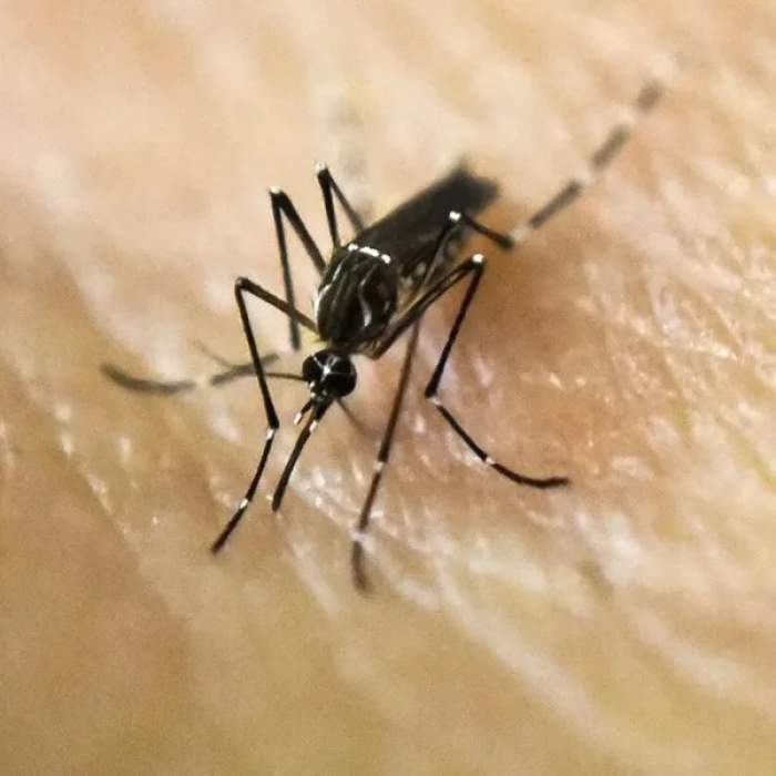 Dengue en Argentina: ya son 35 las víctimas fatales en todo el país