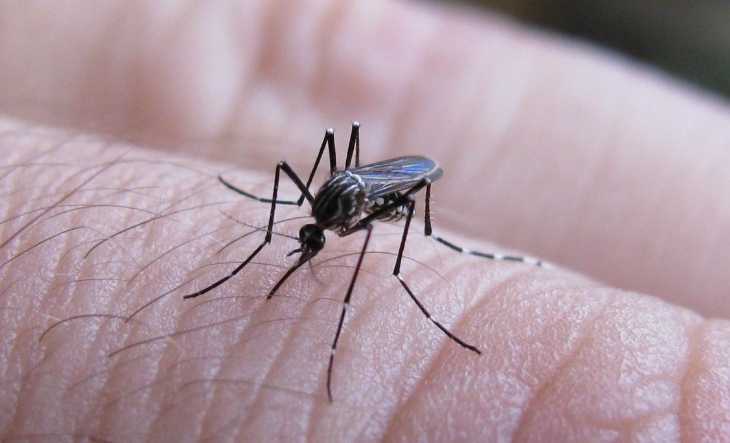 Ascienden a 623 los casos de dengue positivo en Chaco