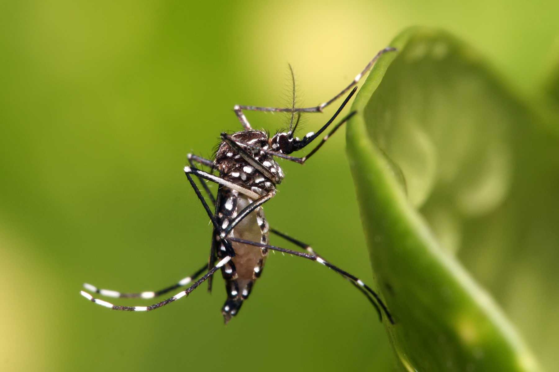 Dengue: ¿Qué hacer en caso de contagiarse?