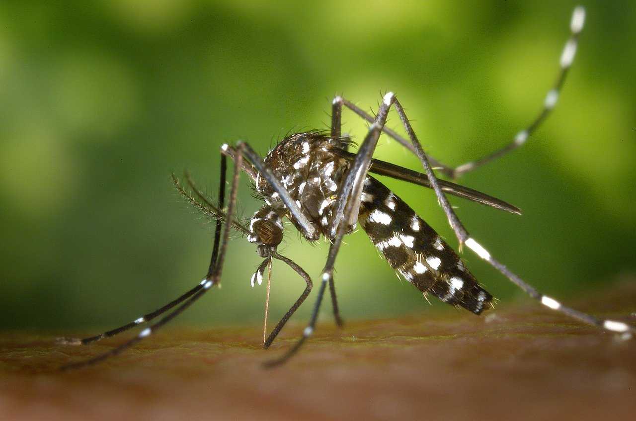 Chaco suma 3.701 casos de Dengue y 48 de Chikungunya