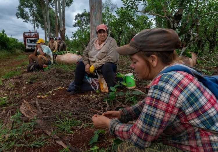 Misiones es la primera provincia en prohibir el glifosato en la agroindustria