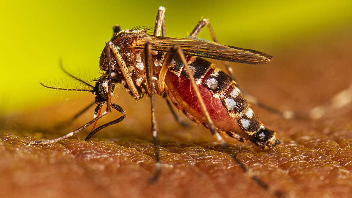 Ya son 9.708 casos positivos de dengue en el Chaco