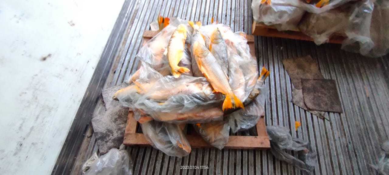 SENASA decomisó más de 24 toneladas de pescado transportadas de manera irregular en el control del puente interprovincial Belgrano