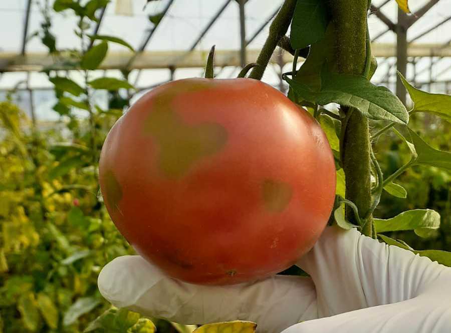 Detectaron tres casos de virus rugoso del tomate en muestras analizadas por Senasa