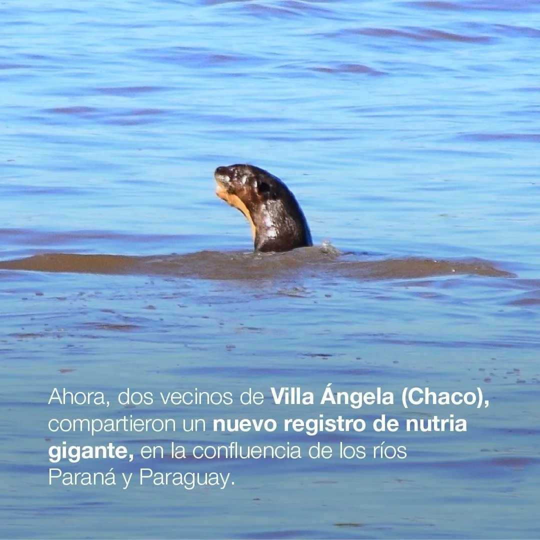 Avistaron un ejemplar de nutria gigante entre los ríos Paraná y Paraguay