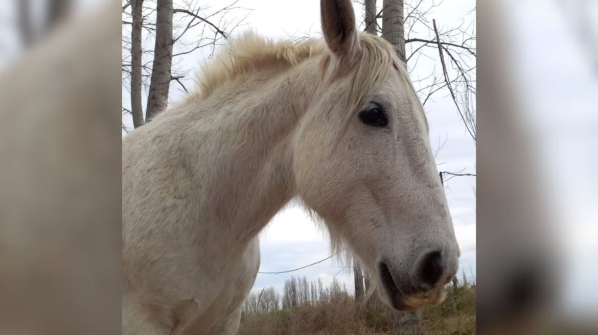 Robaron y faenaron a Carlitos, el caballo con el que un grupo de nenes hacía tratamientos de equinoterapia