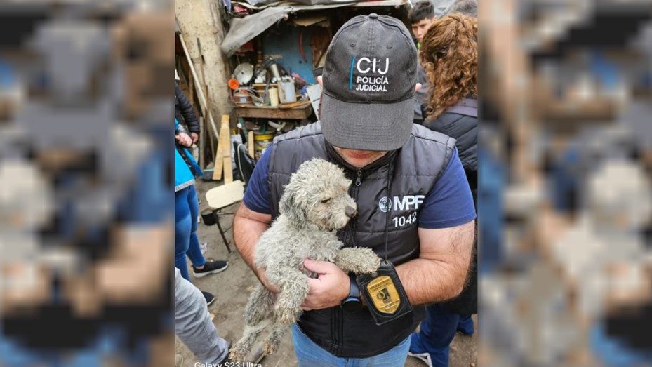 Rescataron más de 30 perros de un predio abandonado
