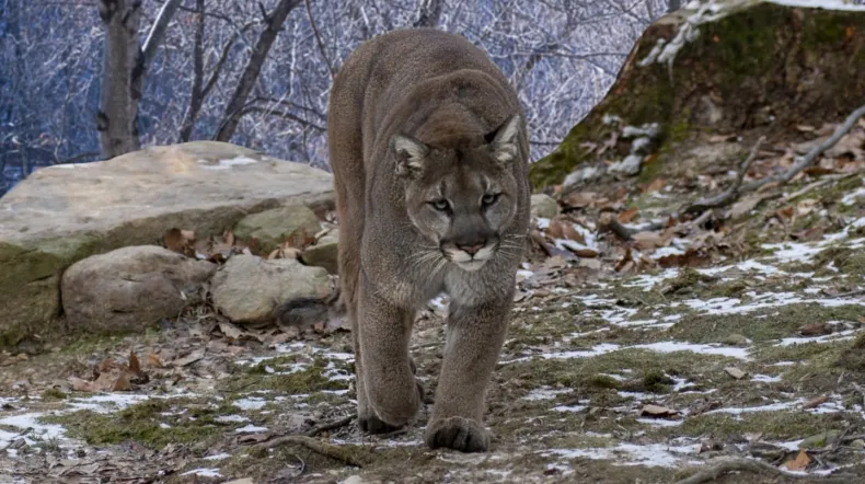Sacrificaron un Puma luego de atacar a un niño de 5 años que jugaba en un parque