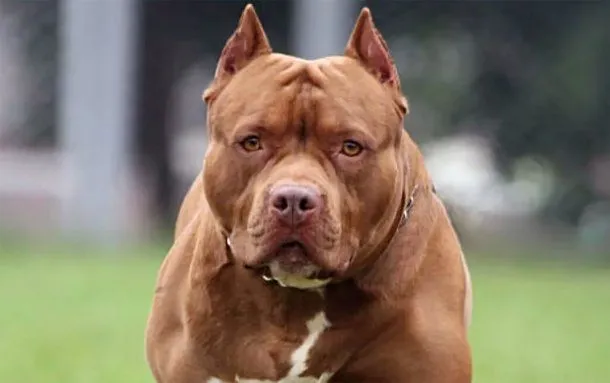 Un perro pitbull atacó a una beba de 2 años y a un nene de 6