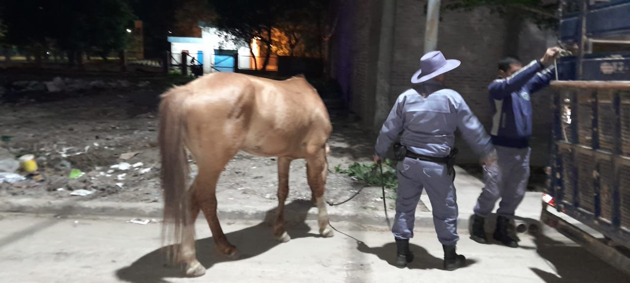 Multas, demora y secuestro de un carro al detectarse arrojo de residuos en la calle