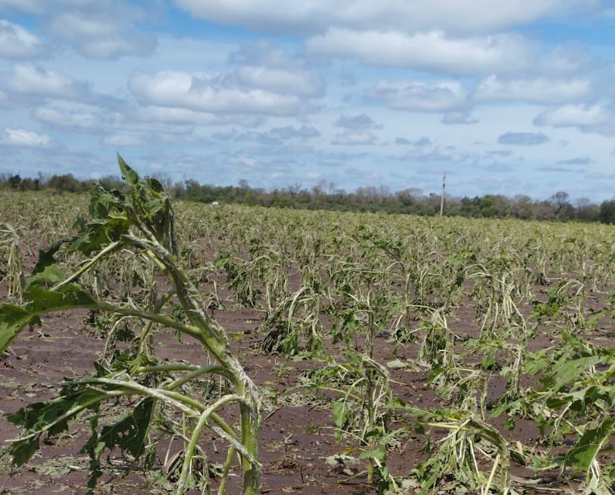 Tras la caída de granizo: el Gobierno Provincial informó que las hectáreas afectadas están cubiertas por el seguro Multirriesgo