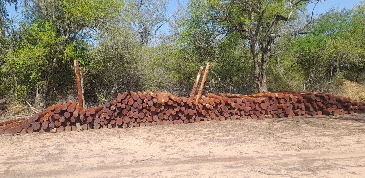 Ilegalmente cortados: millonario recupero de postes, por parte de la Dirección de Bosques