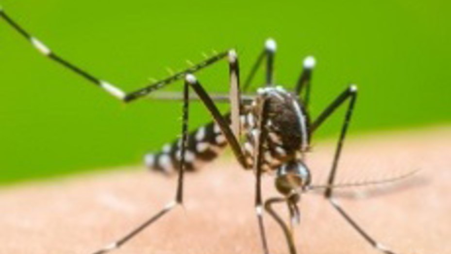 Confirman el primer caso de dengue autóctono en Santa Fe