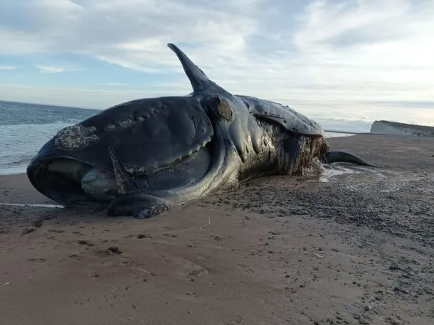 Chubut: aparecieron 21 ballenas muertas en Península Valdés