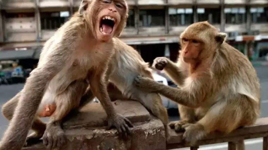 Una ciudad de Estados Unidos en alerta tras la fuga de 43 monos de un centro de investigación