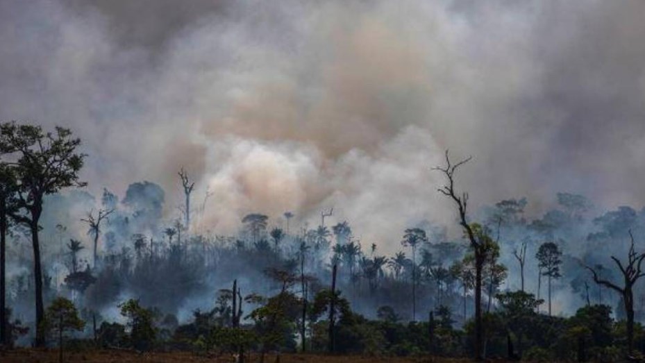 Interpol detuvo a 26 personas por deforestación ilegal en frontera entre Argentina, Brasil y Paraguay