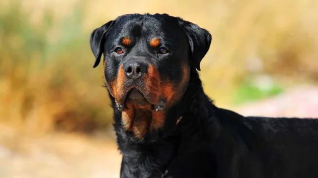 Córdoba: niña de 3 años fue atacada por un perro rottweiler y está hospitalizada