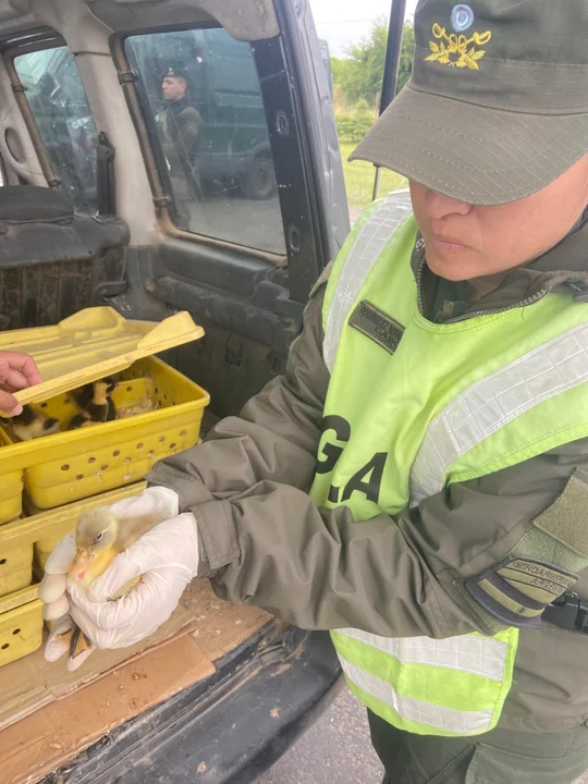 Viajaba con 150 patos en el baúl de su vehículo