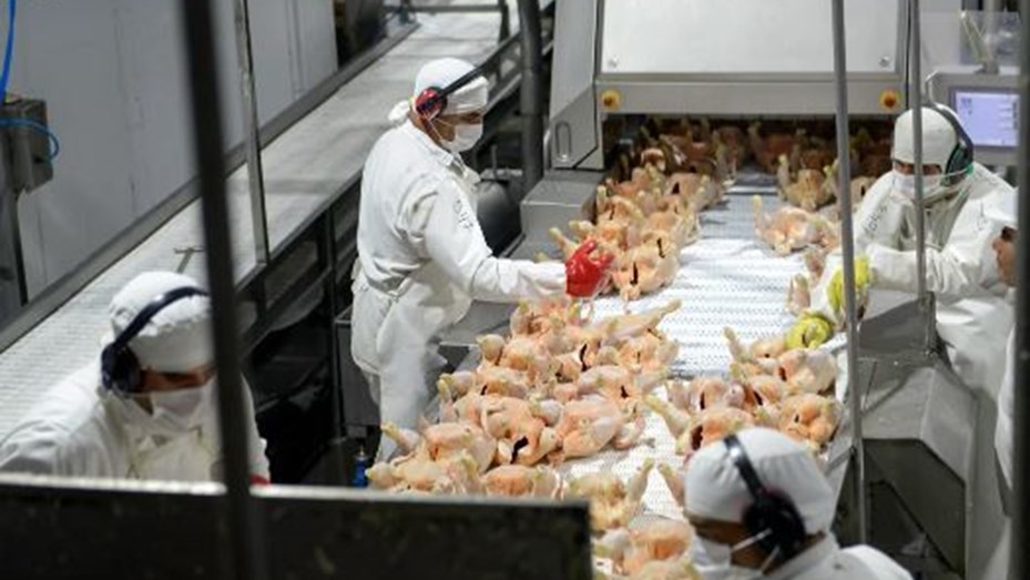 La principal avícola del país se declaró en crisis y busca reducir salarios o despedir 700 empleados
