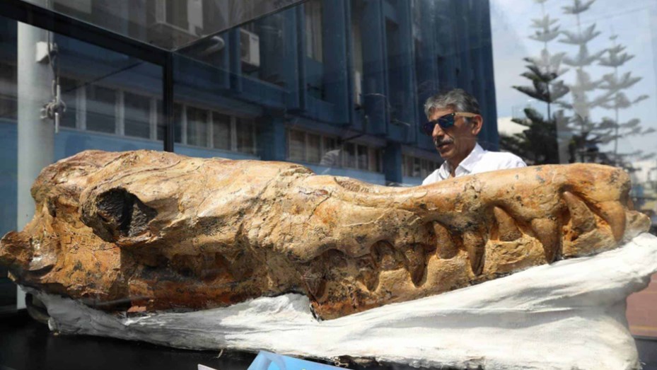 «Abuelo del tiburón blanco»: presentaron fósil de 9 millones de años de antigüedad