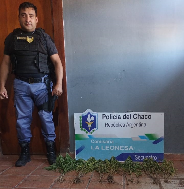 Descubrieron una plantación de cannabis en la casa de un interno del Complejo Penitenciario N°1