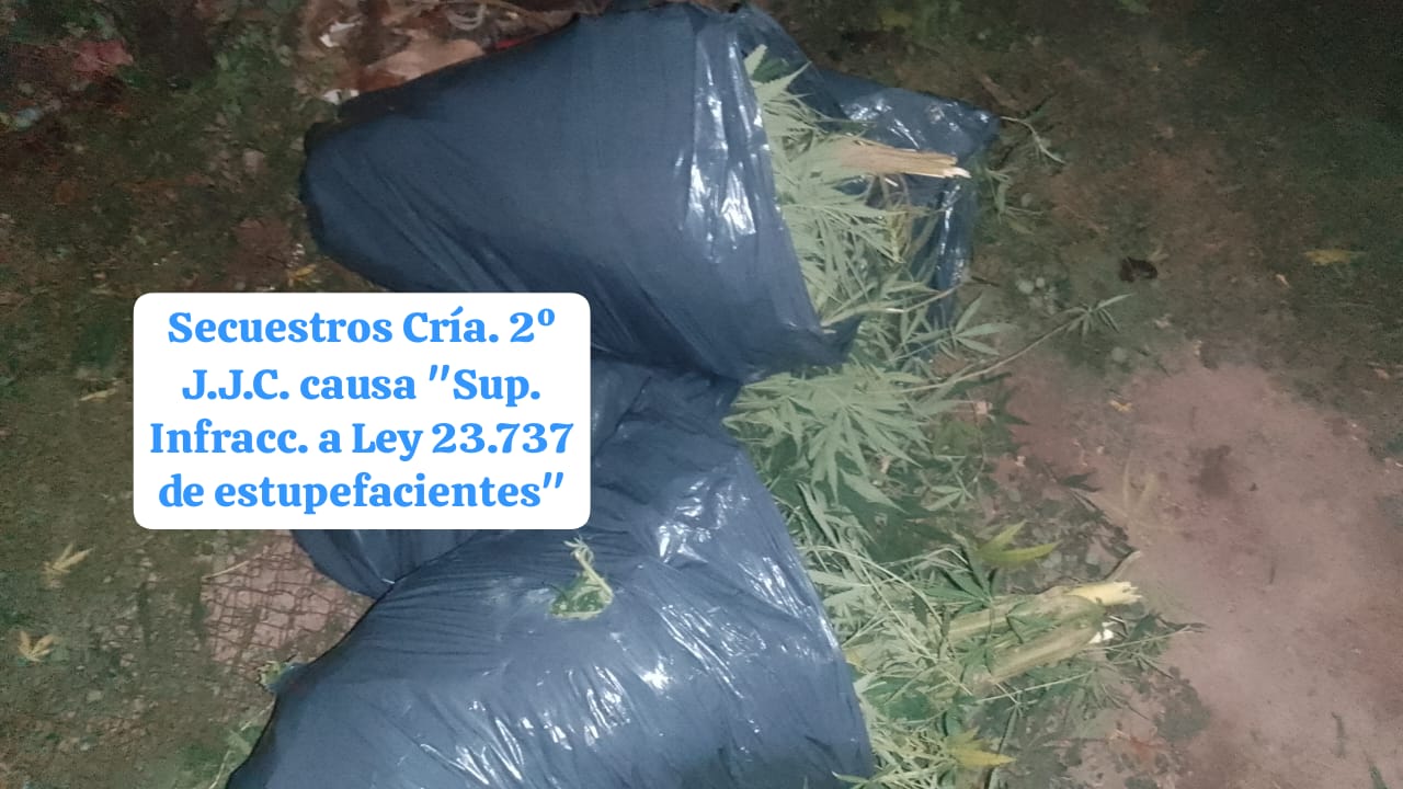 Secuestran plantas de marihuana en el barrio San Martín