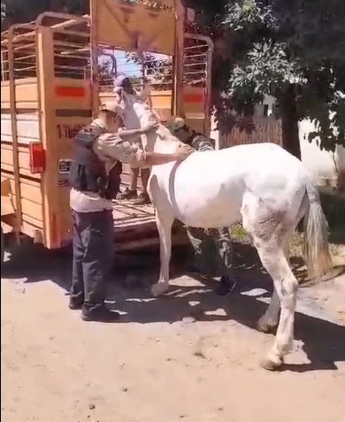 Junto a la Fundación Libera, salvaron otro caballo víctima de la explotación animal