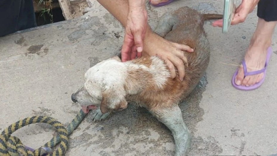 Rescataron a un perro ciego que había caído a una boca de tormenta