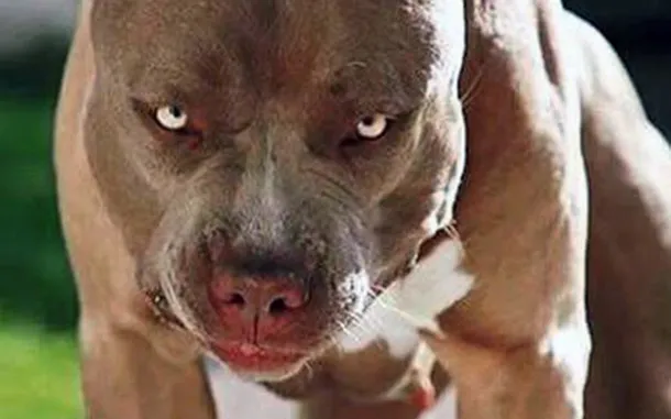 Alarma en Córdoba por otro ataque de un pitbull: un bebé de 9 meses quedó internado ​