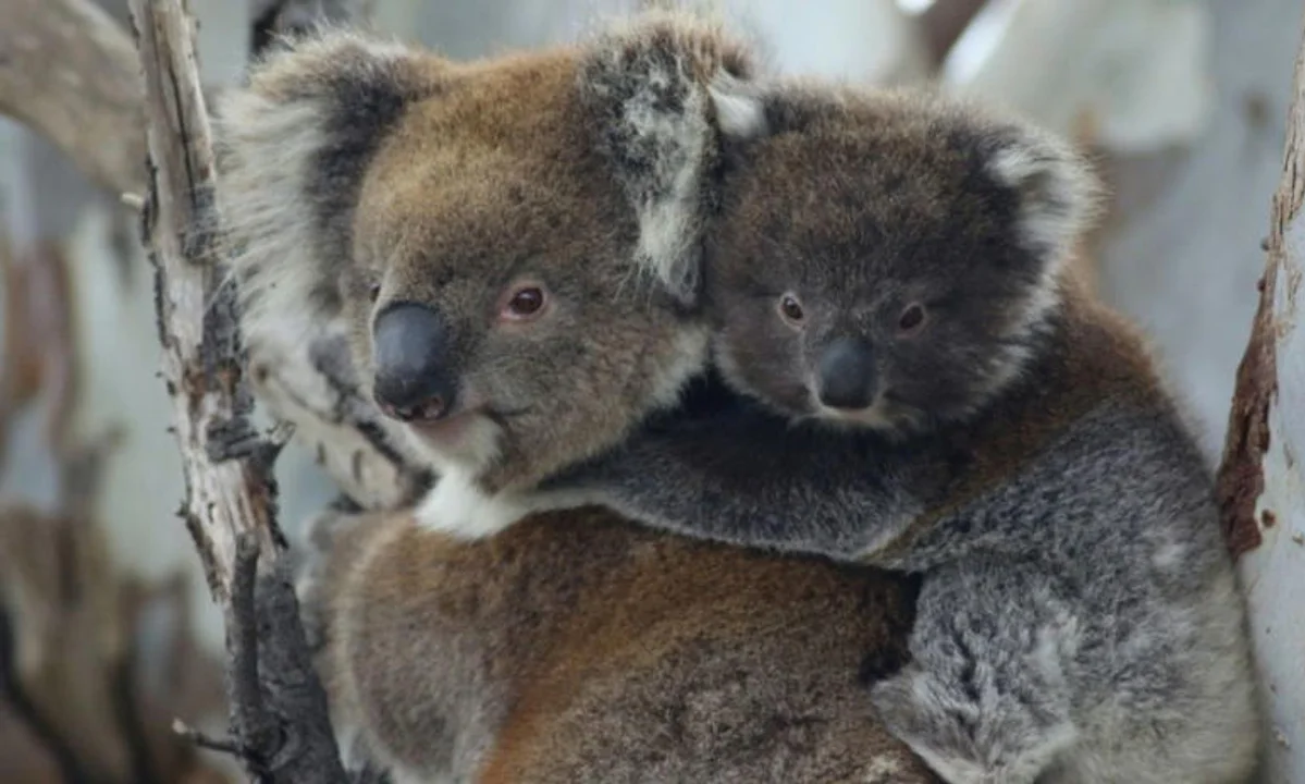 Australia sacrificó a 750 koalas con francotiradores desde helicópteros tras un incendio
